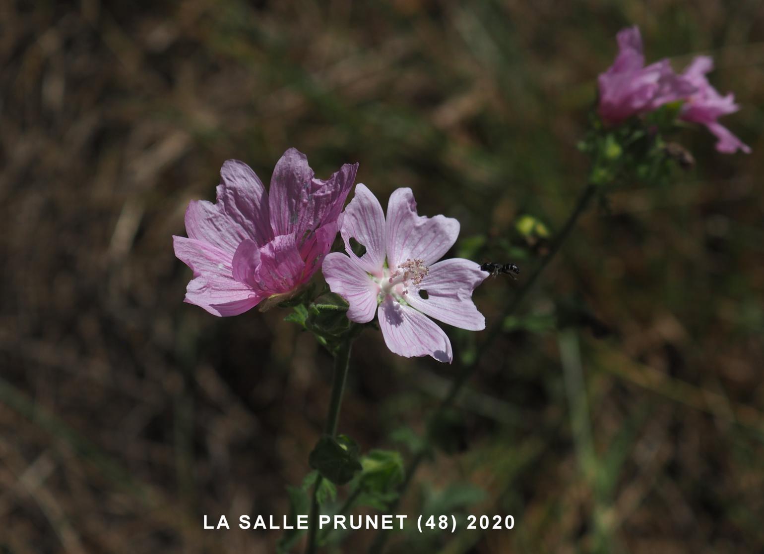 Mallow, Common